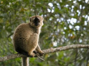 7-Day Highlights of Masoala Nature and Wildlife Safari Tour from Antananarivo