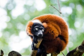 10-Day Discover Northeastern Madagascar Nature and Wildlife Adventure
